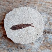 Fossiil kivistunud kalake